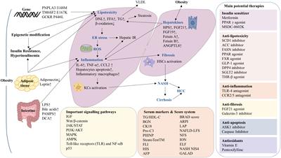 Obesity, non-alcoholic fatty liver disease and hepatocellular carcinoma: current status and therapeutic targets